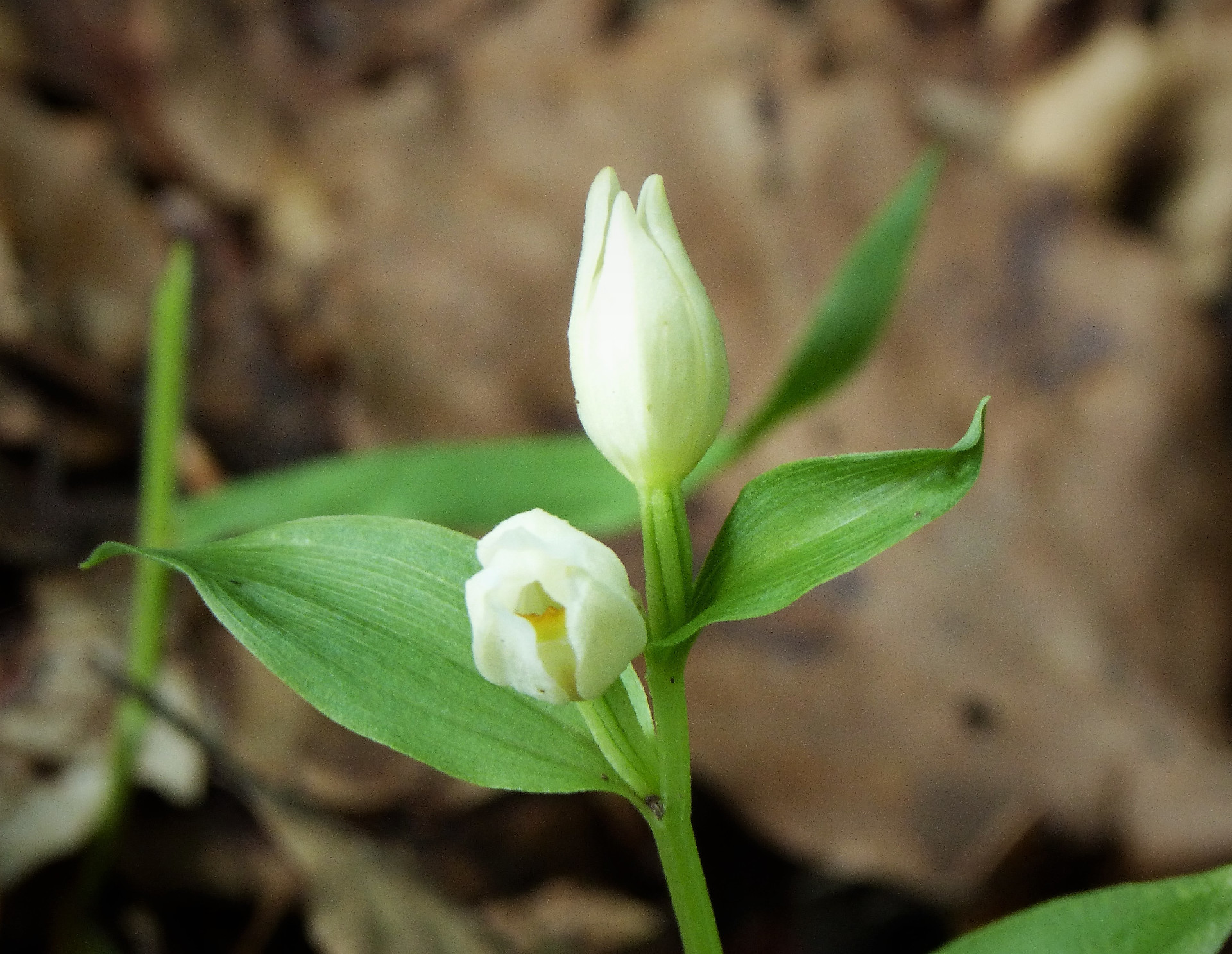 Cephalanthera damasonium