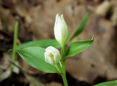Cephalanthera damasonium