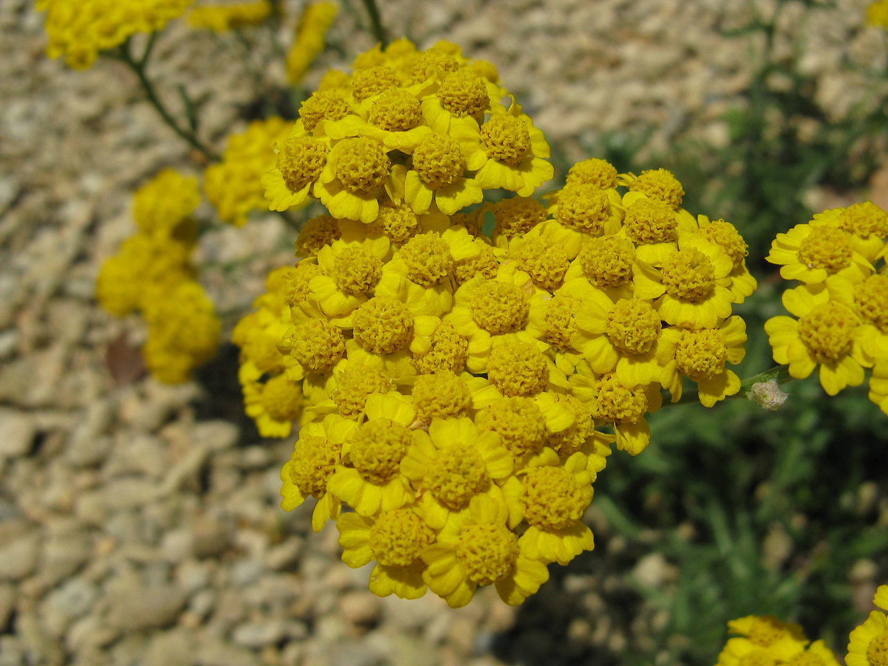 Achillea tomentosa