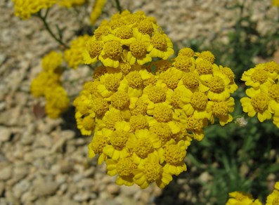 Achillea tomentosa
