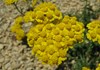 Achillea tomentosa