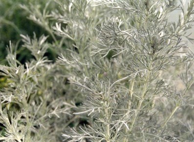 Artemisia vallesiaca