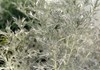 Artemisia vallesiaca