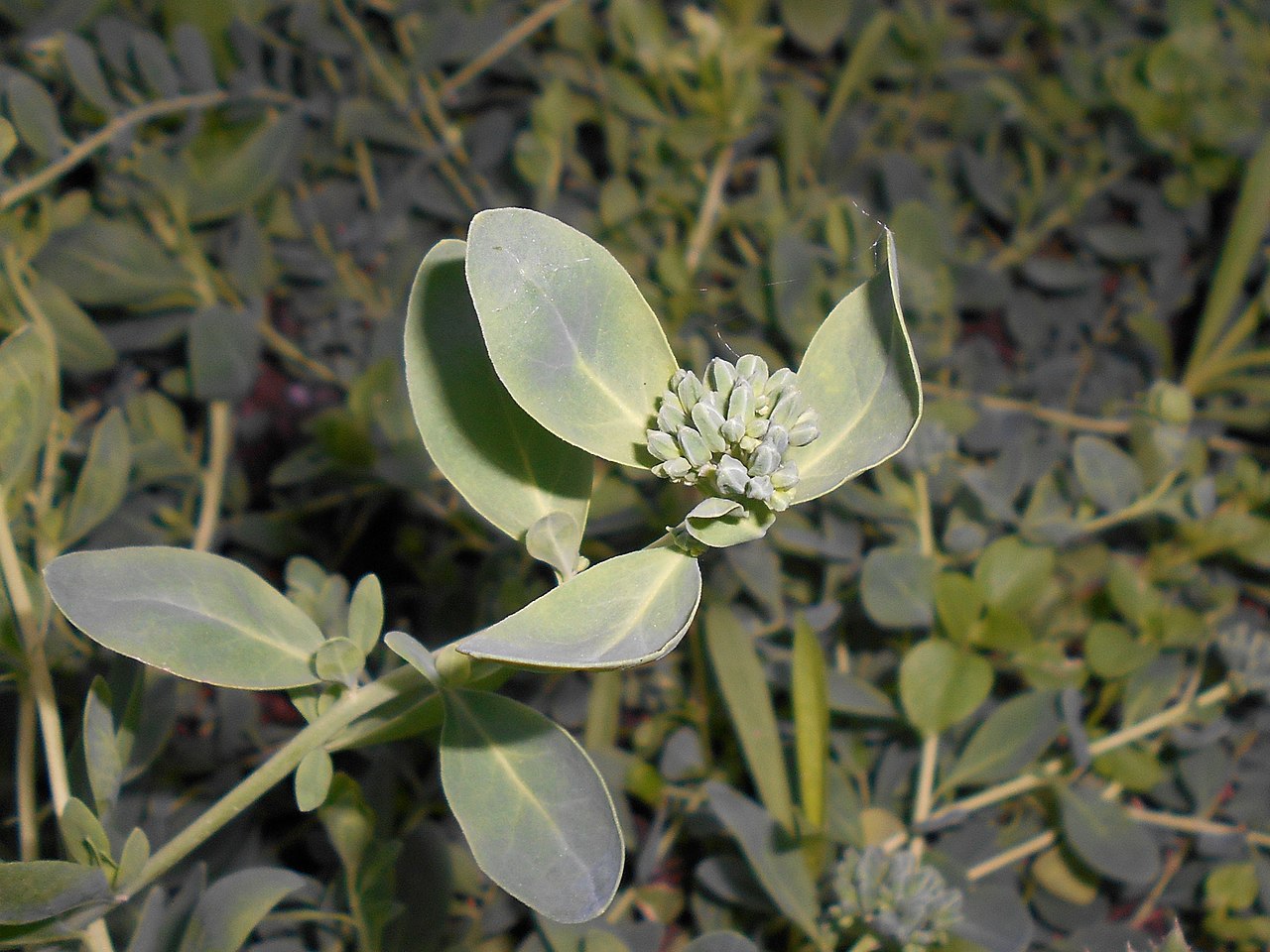 Telephium imperati