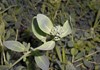 Telephium imperati