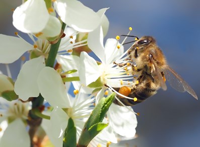 Ape su un fiore