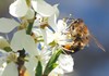 Ape su un fiore
