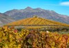 Otoño en los viñedos de Aymavilles