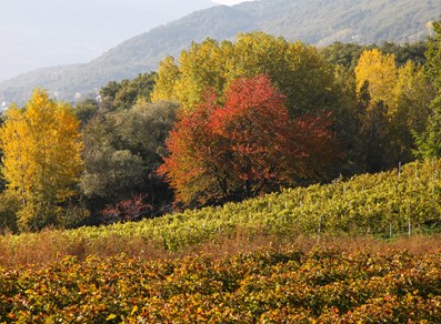 Colori autunnali a Saint-Christophe