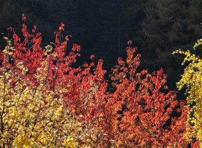 Birken- und Kirschbäume - Aostatal