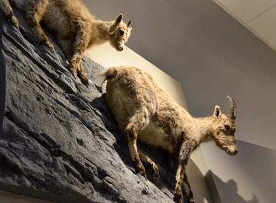 Museo di scienze naturali - castello di Saint-Pier