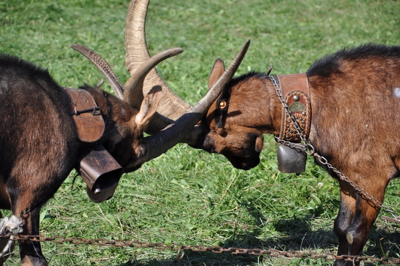 Goat fight