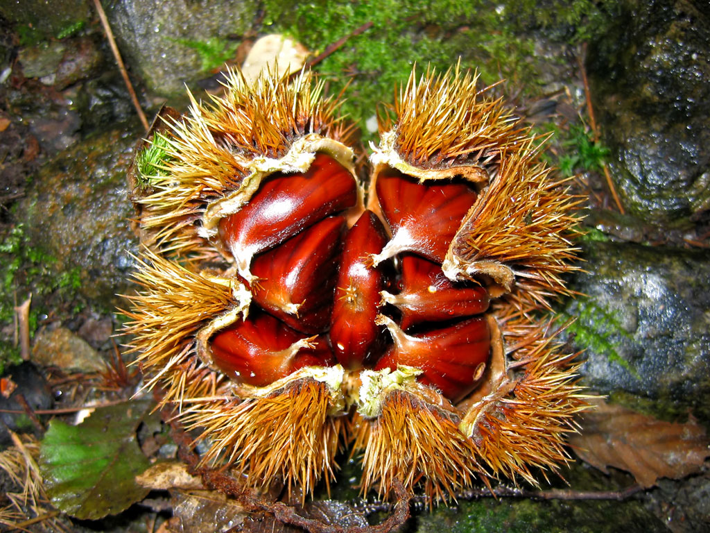 Castagne