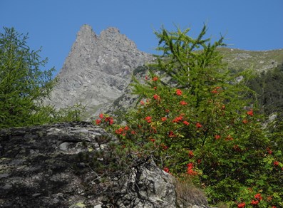 Mont Avic