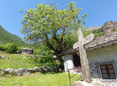 croce in pietra - frassino monumentale - villaggio
