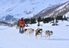 The Husky Experience Breuil Cervinia