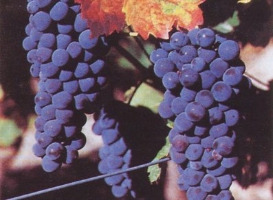 Las uvas, fruta preciosa