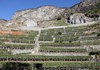 Weinberge in Arvier