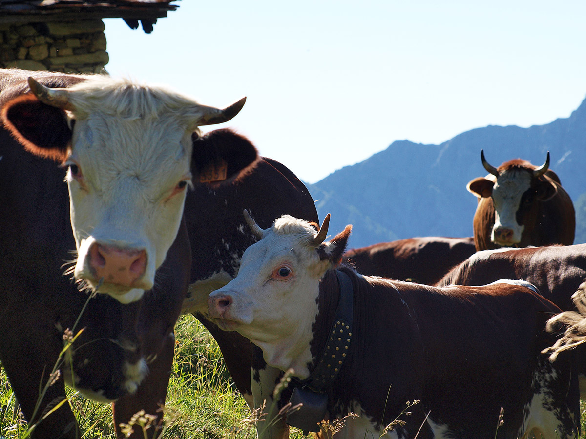 Mucca con vitello
