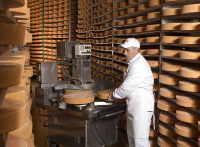 Pressing of Fontina cheese and storage in the maturing room