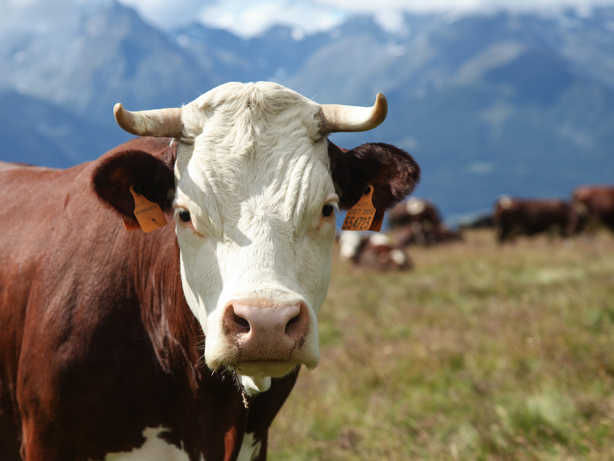Mucca al pascolo
