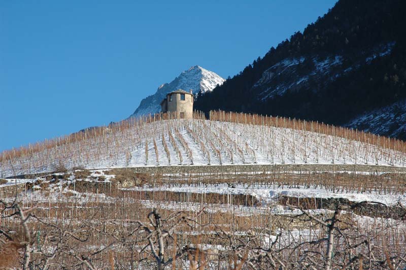 Les vignobles en hiver