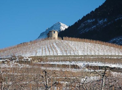 The vineyards in winter