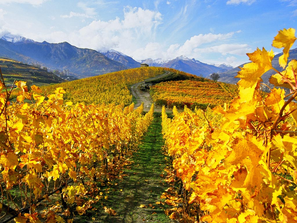 Les vignobles en automne