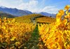 The vineyards in autumn