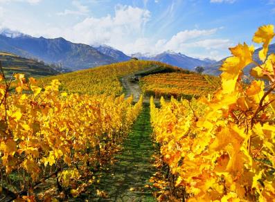 The vineyards in autumn