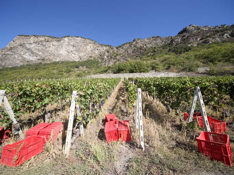 Weinberge fertig zur Weinernte