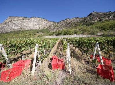 Weinberge fertig zur Weinernte