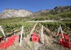 Weinberge fertig zur Weinernte