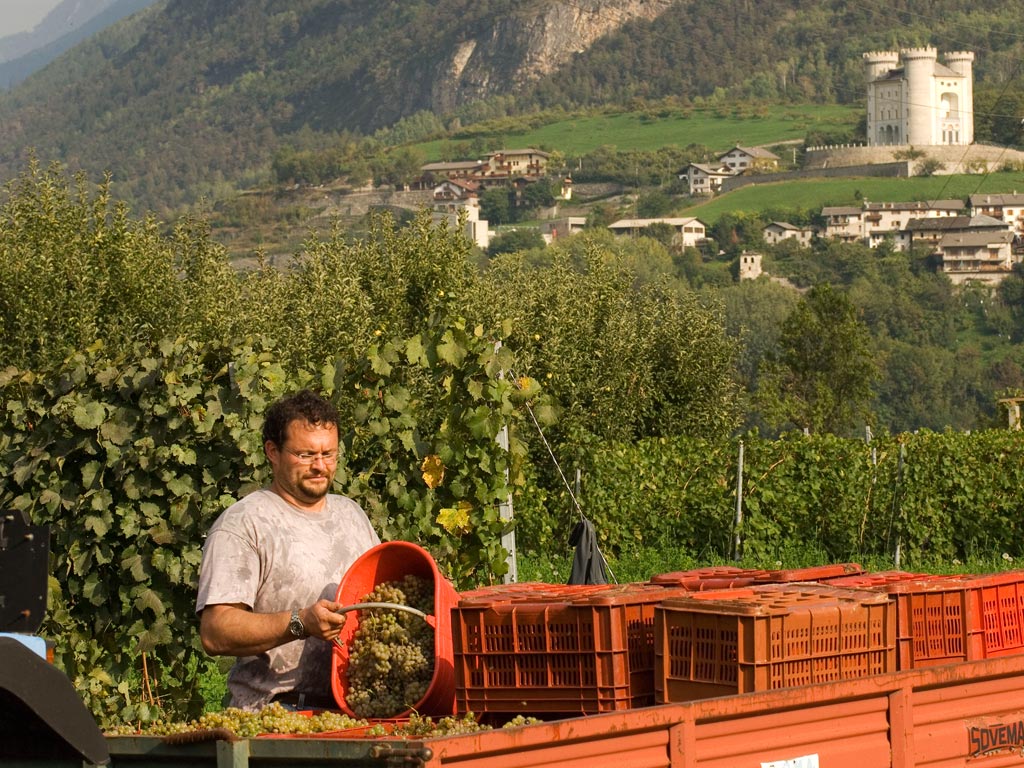 La vendimia