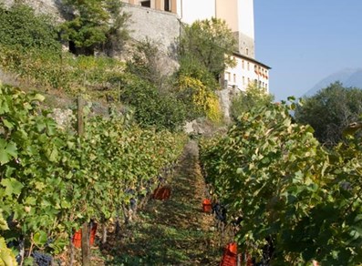 Weinberge in der Nähe des Schlosses von Saint-Pierre