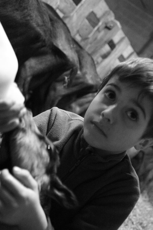Un enfant donne un biberon à une chèvre