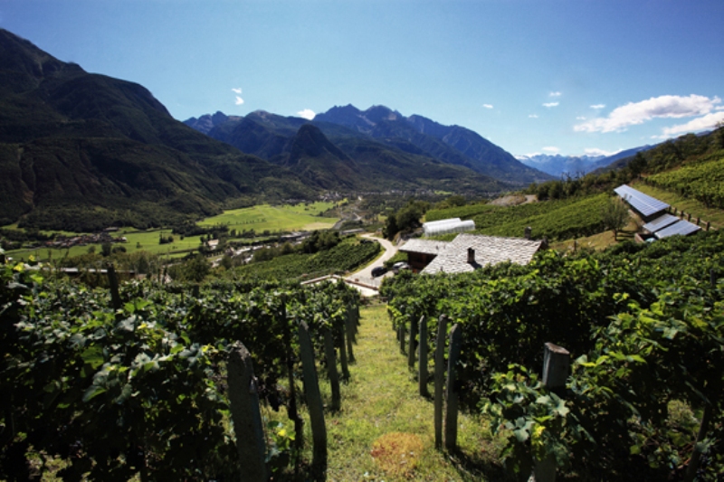 Parmi les vignobles