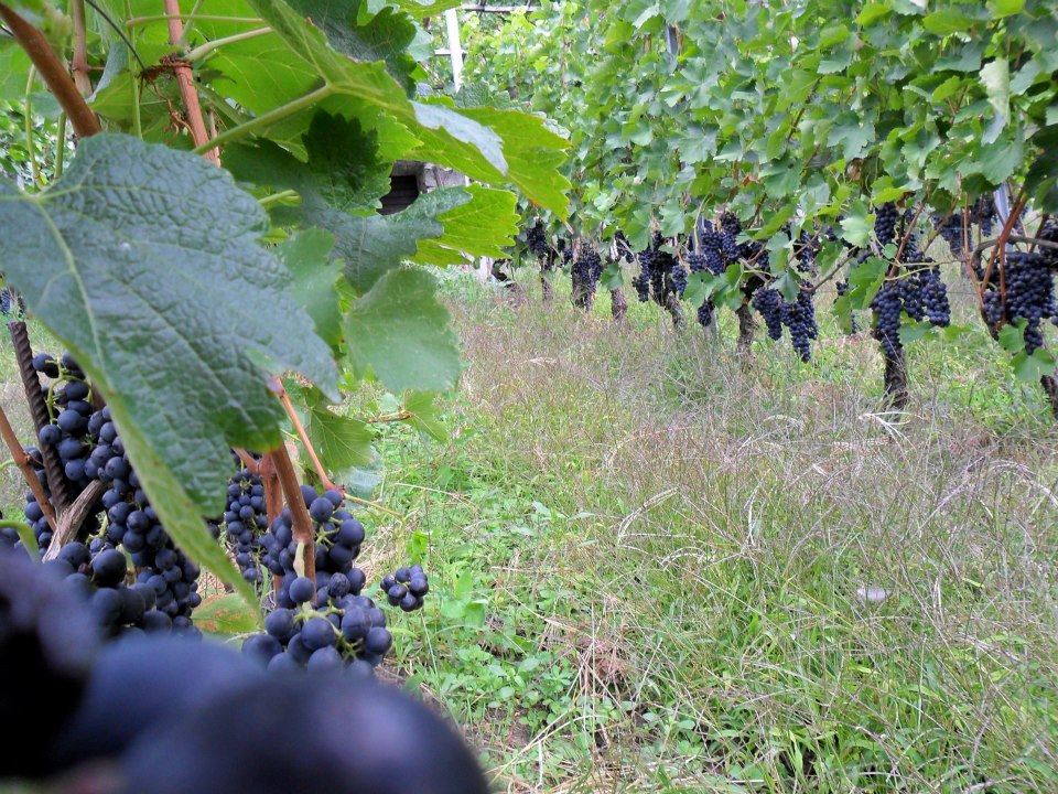 Grappoli d'uva