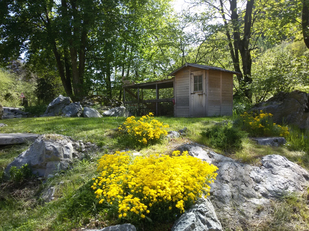 Bergblumen