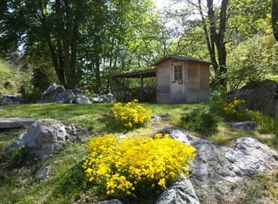 Bergblumen