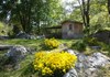 Bergblumen