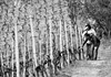 Working in the vineyards