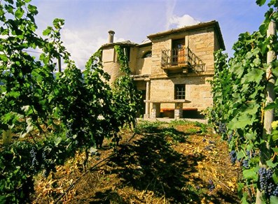 The vineyards