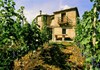The vineyards