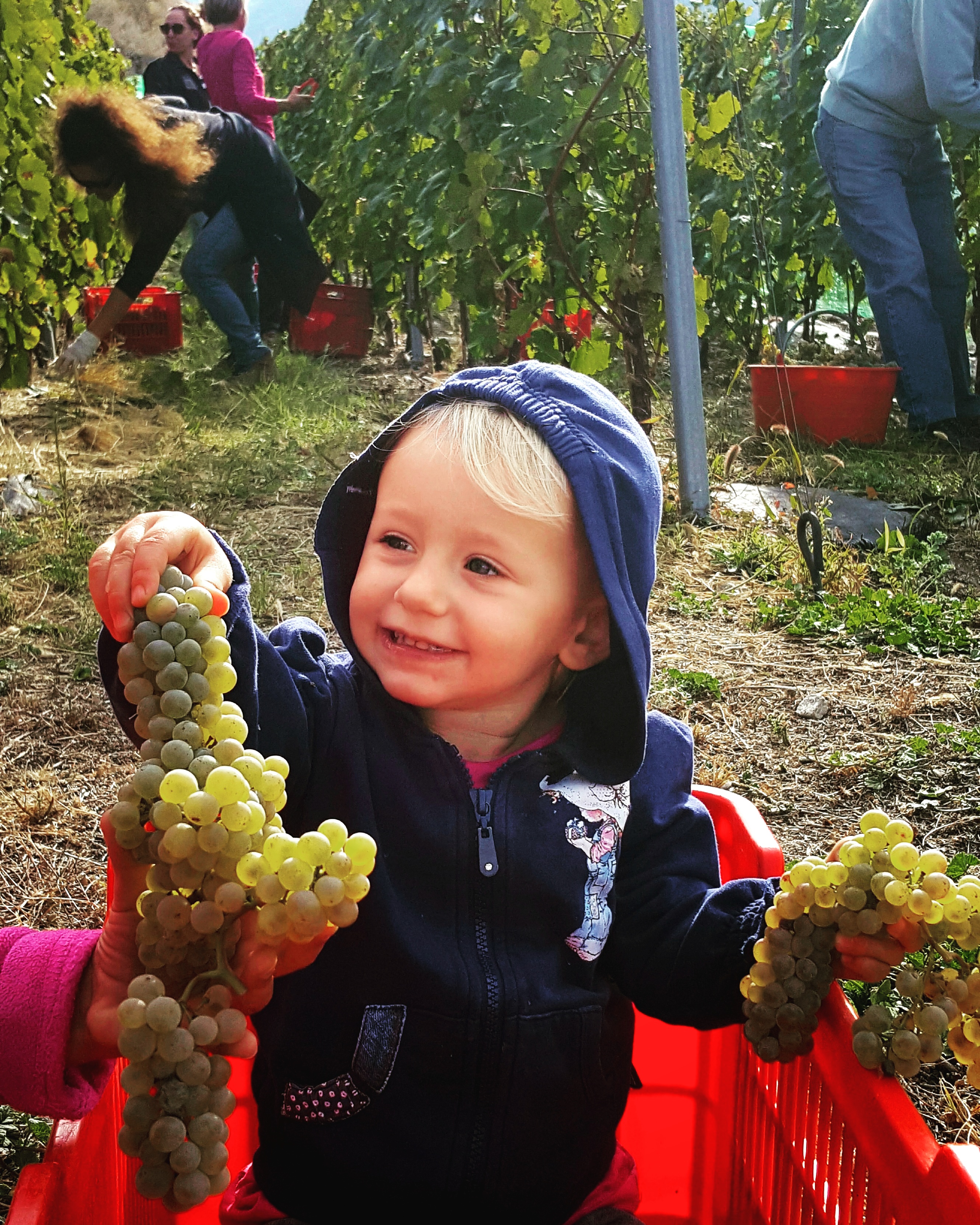 Enfant heureux pendant les vendanges