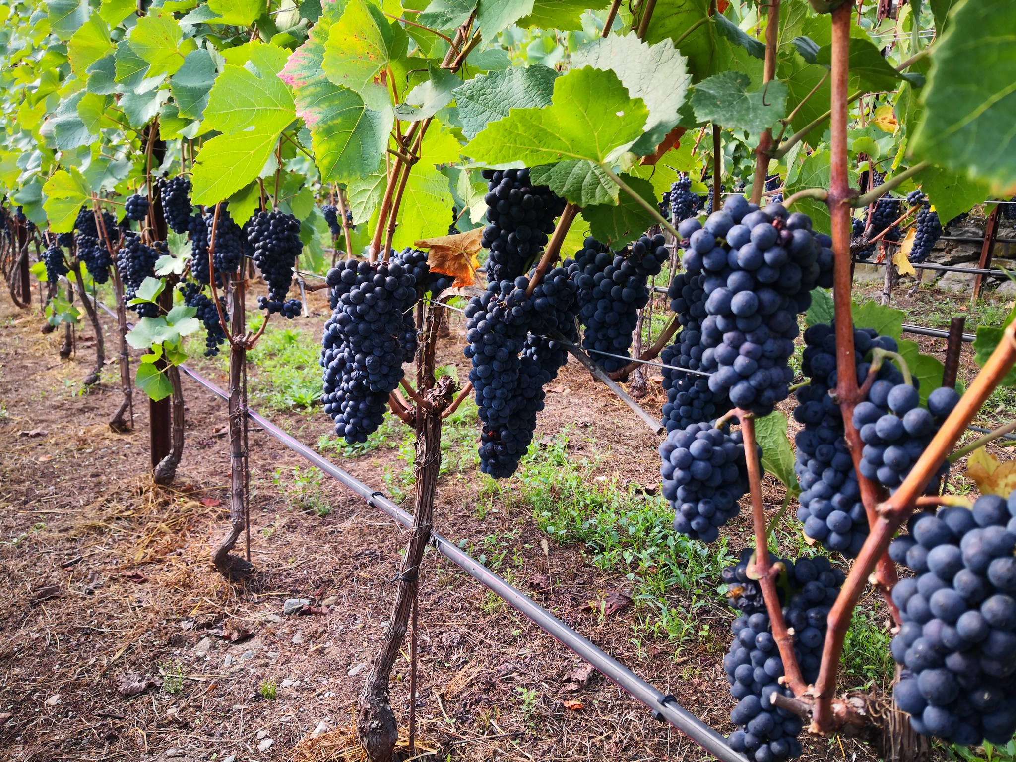 Grappoli d'uva nera