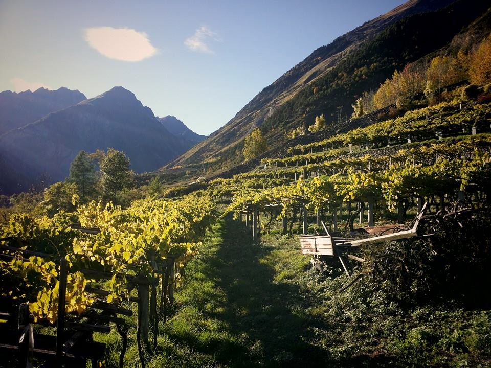 I vigneti illuminati dal sole