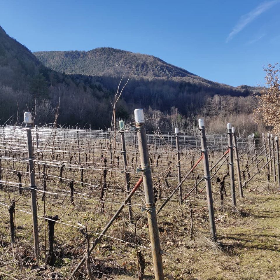 Preparazione del vigneto