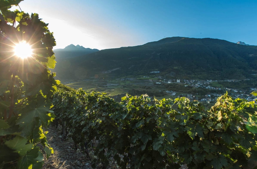 Viñedos iluminados por los primeros rayos de sol
