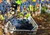 Harvest of black grapes